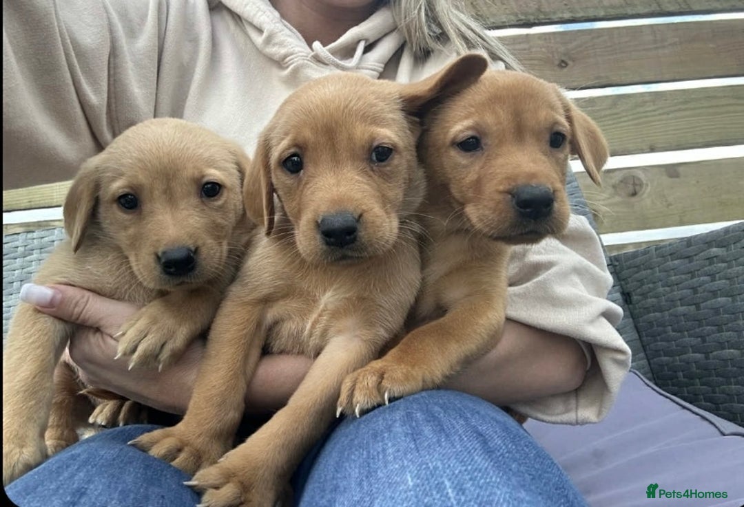 Labrador Retriever dogs for sale: Labrador fox red puppies  - Image 6