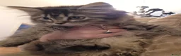 Persian cats for sale: Beautiful dollface persian chinchilla kittens  - Advert 9