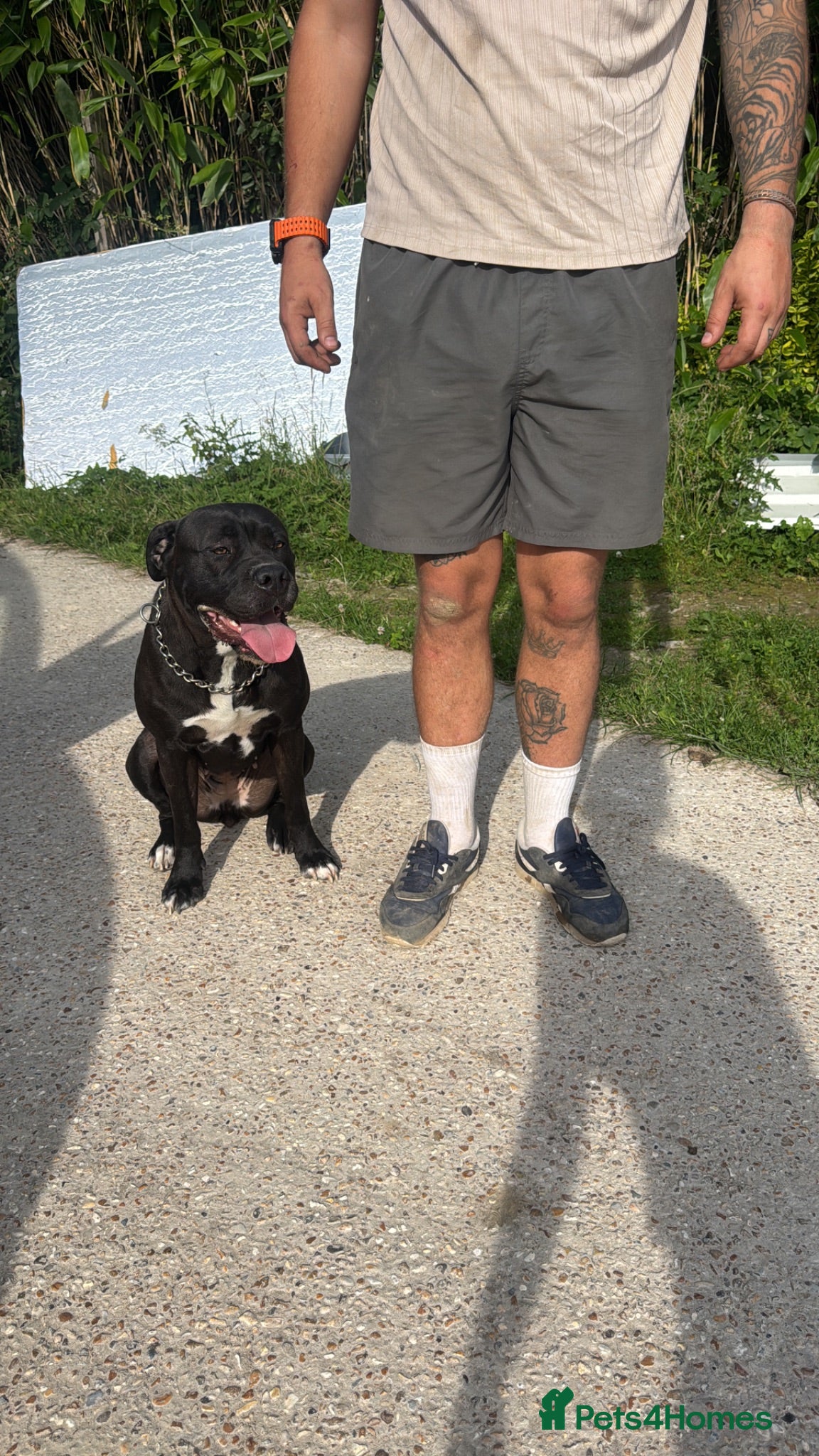 Cane Corso dogs 2yo cane corso bitch available to loving home  - Advert 1