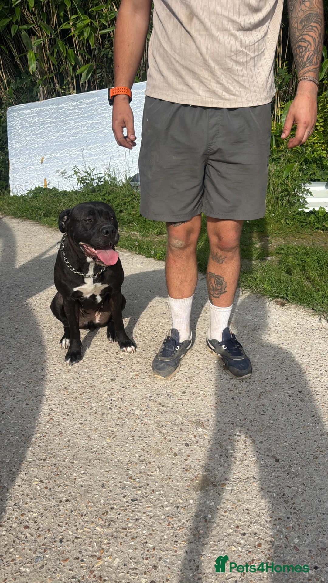 Cane Corso dogs for sale: 2yo cane corso bitch available to loving home  - Advert 1
