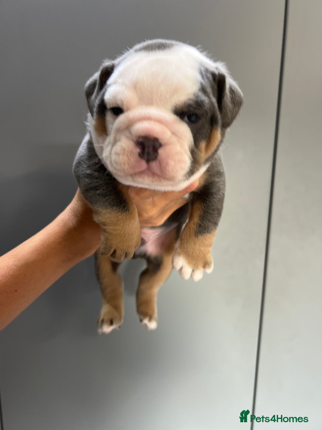 English Bulldog dogs for sale: English Bulldog Puppies - Image 9