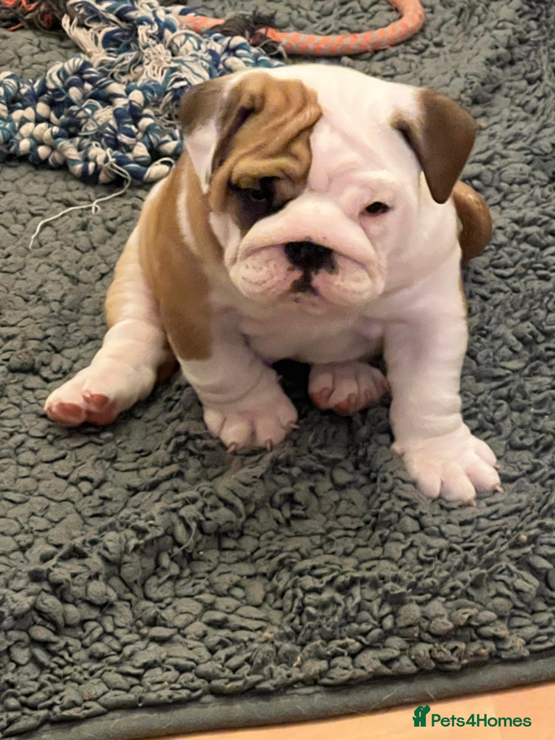 English Bulldog dogs for sale: English bulldogs - Advert 35