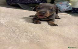 Miniature Dachshund dogs for sale: 6 Miniature dacshund puppies  - Advert 14