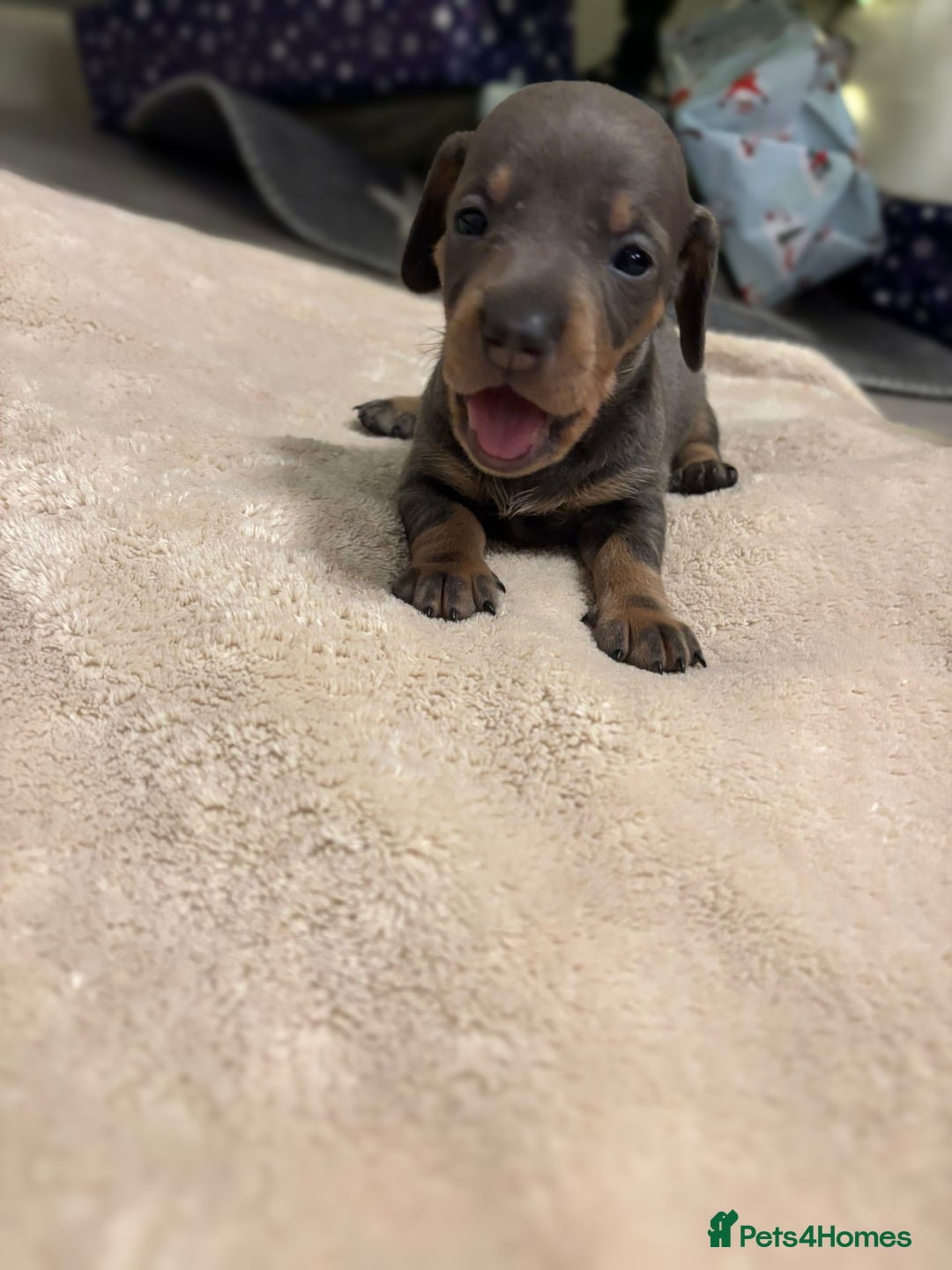 Miniature Dachshund dogs for sale: 6 Miniature dacshund puppies  - Advert 14