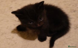 Mixed Breed cats for sale: Mixed breed  - Advert 10