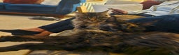 Maine Coon cats for sale: Maine coons Nellie & Dollie to stay as a pair.  - Advert 6