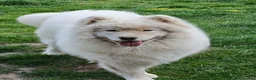 Samoyed dogs for stud: Stunning samoyed available for stud in Felixstowe - Advert 1