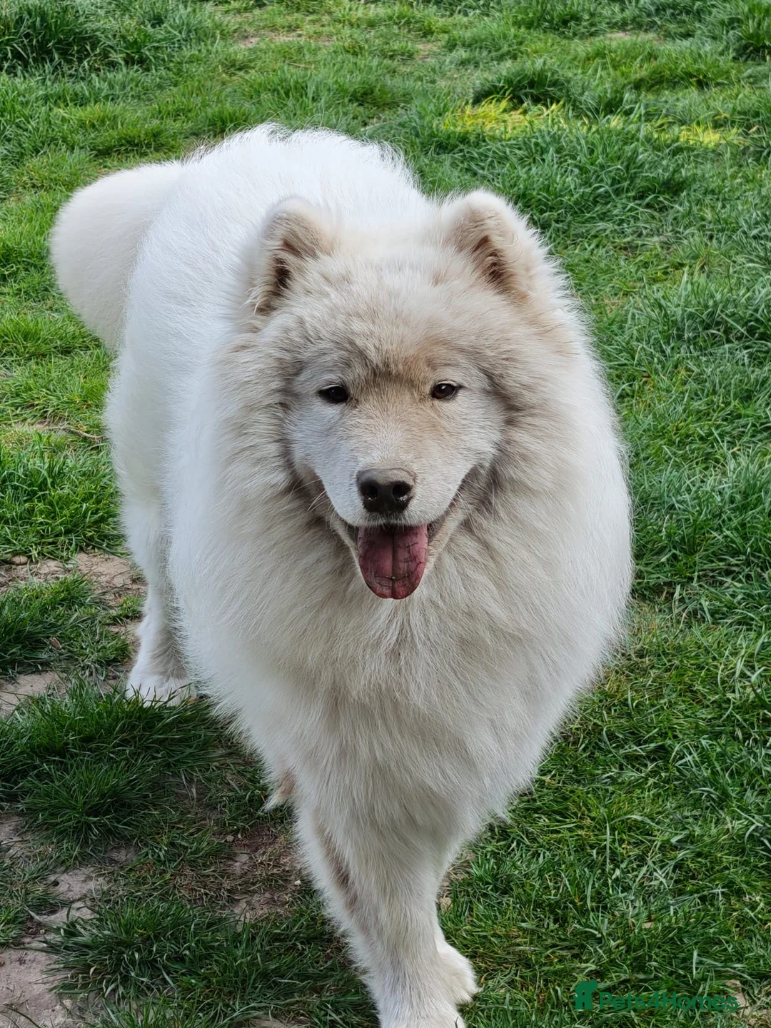 Samoyed dogs for stud: Stunning samoyed available for stud in Felixstowe - Advert 1