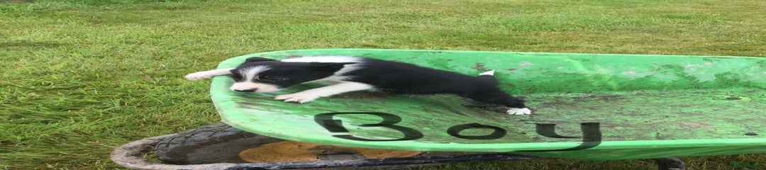 Border Collie Puppy 2