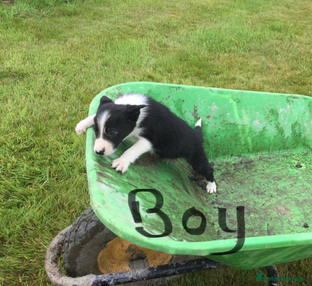 Border Collie dogs for sale: Farm bred border collie pups - Image 9