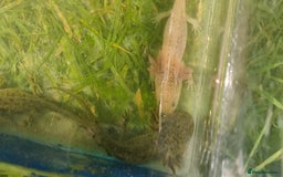 Axolotl reptiles for sale: Axolotl babies  - Image 5