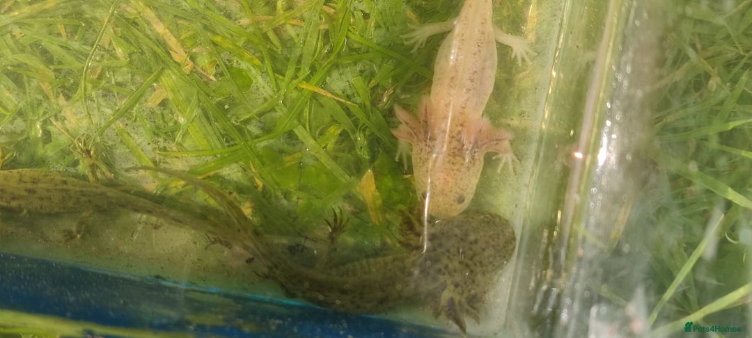 Axolotl reptiles for sale: Axolotl babies  - Image 5
