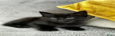 Mixed Breed Kitten 1
