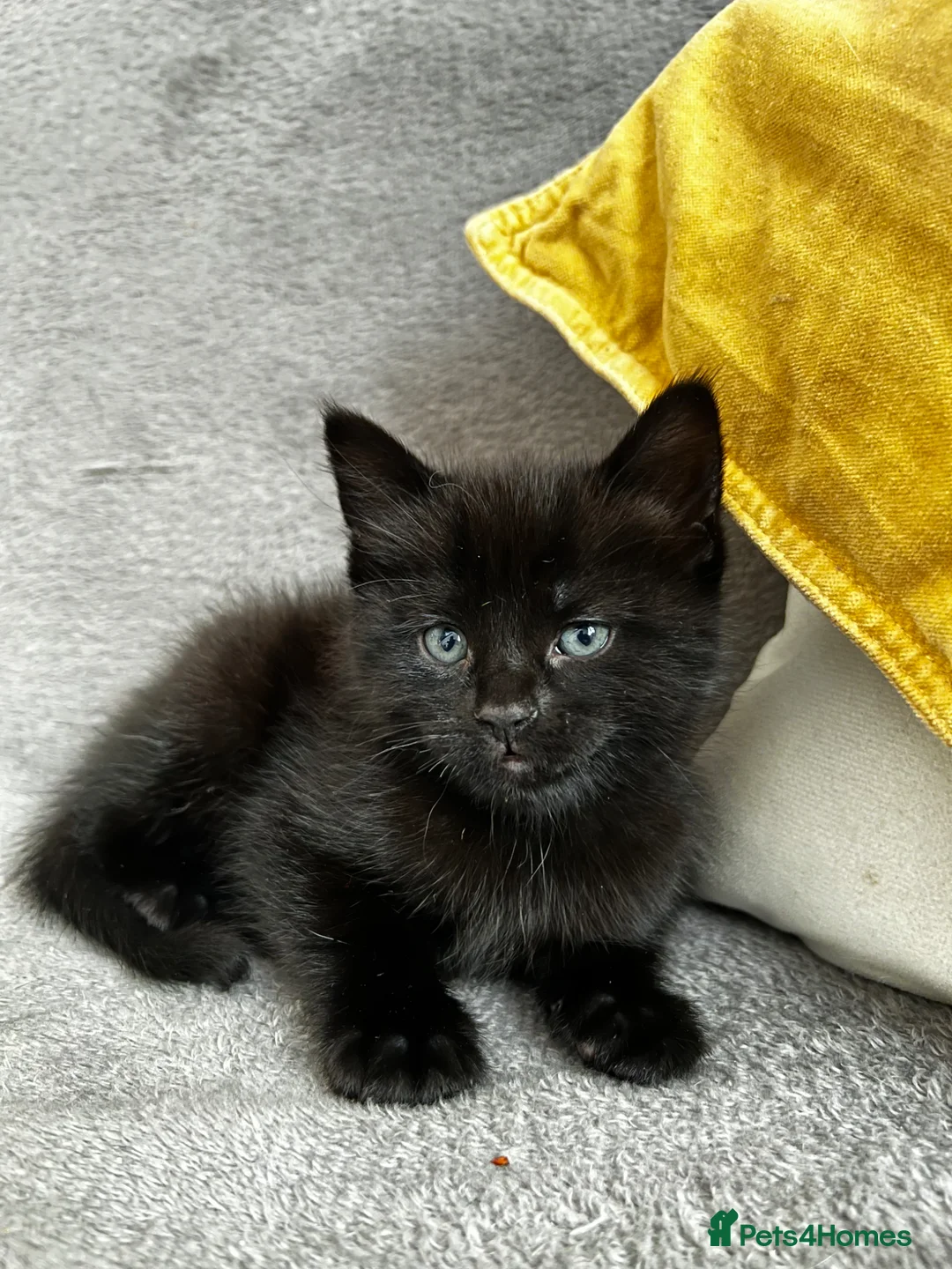 Mixed Breed cats for sale: Adorable Kittens for Sale – Black Boy & White Girl - Advert 2
