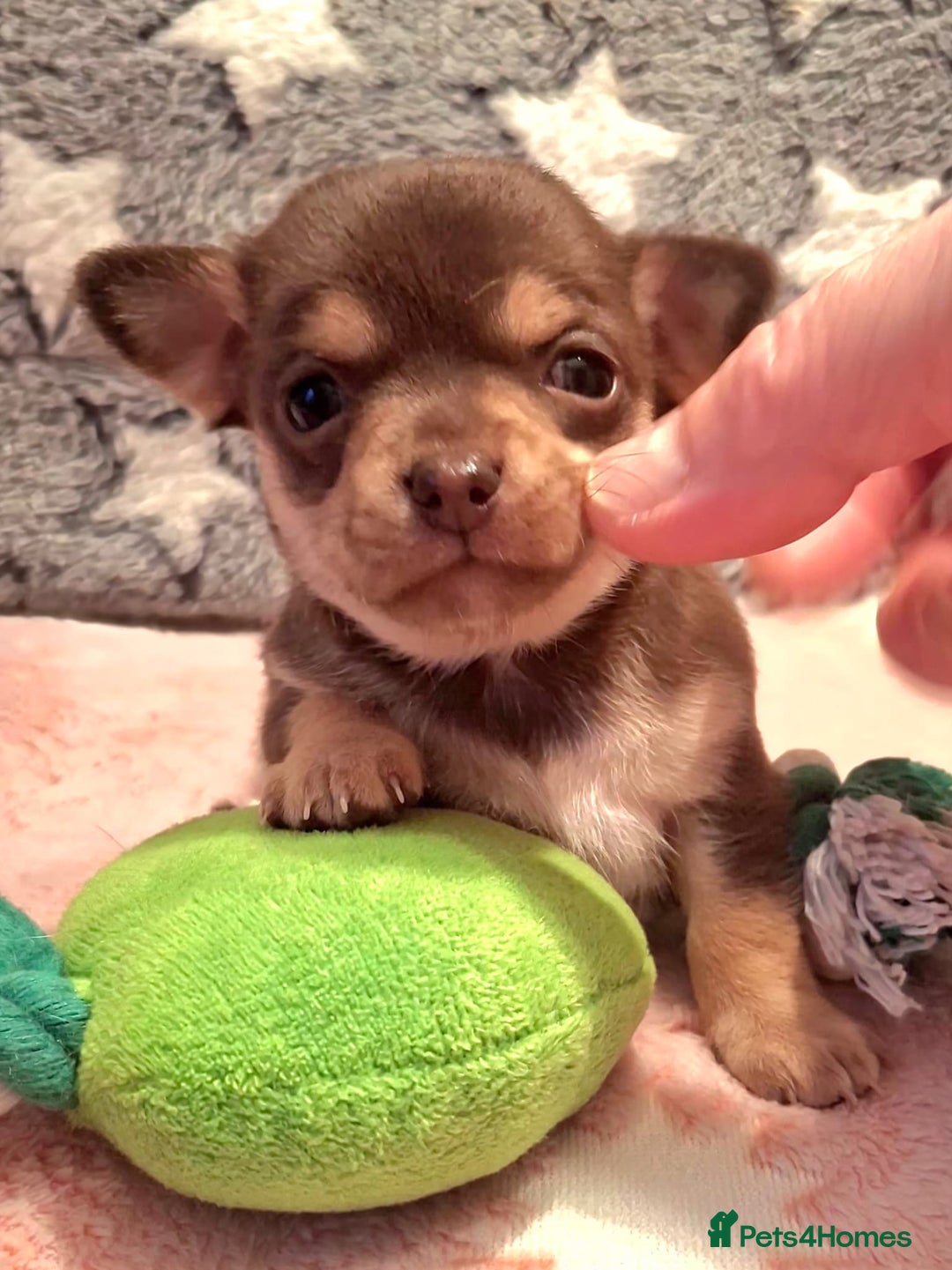 Chihuahua dogs for sale: * Three most beautiful chihuahua girls* - Advert 4