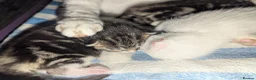 Mixed Breed cats for sale: 4 Beautiful kittens looking forever homes - Advert 14