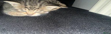 British Shorthair Kitten 2