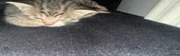 British Shorthair cats for sale:     2 Adorable Male Domestic Shorthair Kittens. - Advert 2