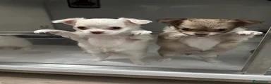 Chihuahua 3
