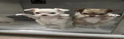 Chihuahua dogs for sale: Beautiful chihuahua pups - Advert 5