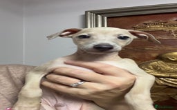 Italian Greyhound dogs for sale: Stunning Pedigree Italian Greyhounds Cream & Fawn  - Image 6