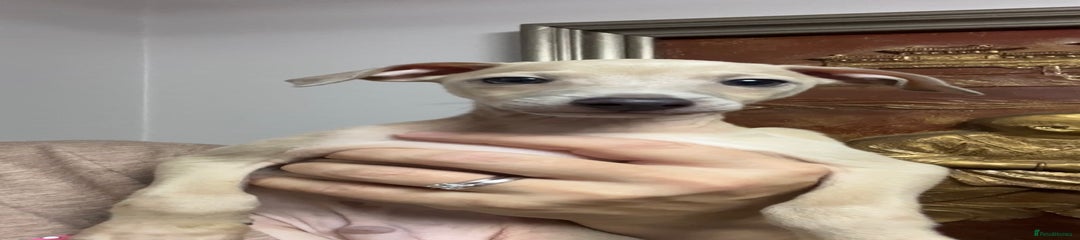 Italian Greyhound Cream Boy