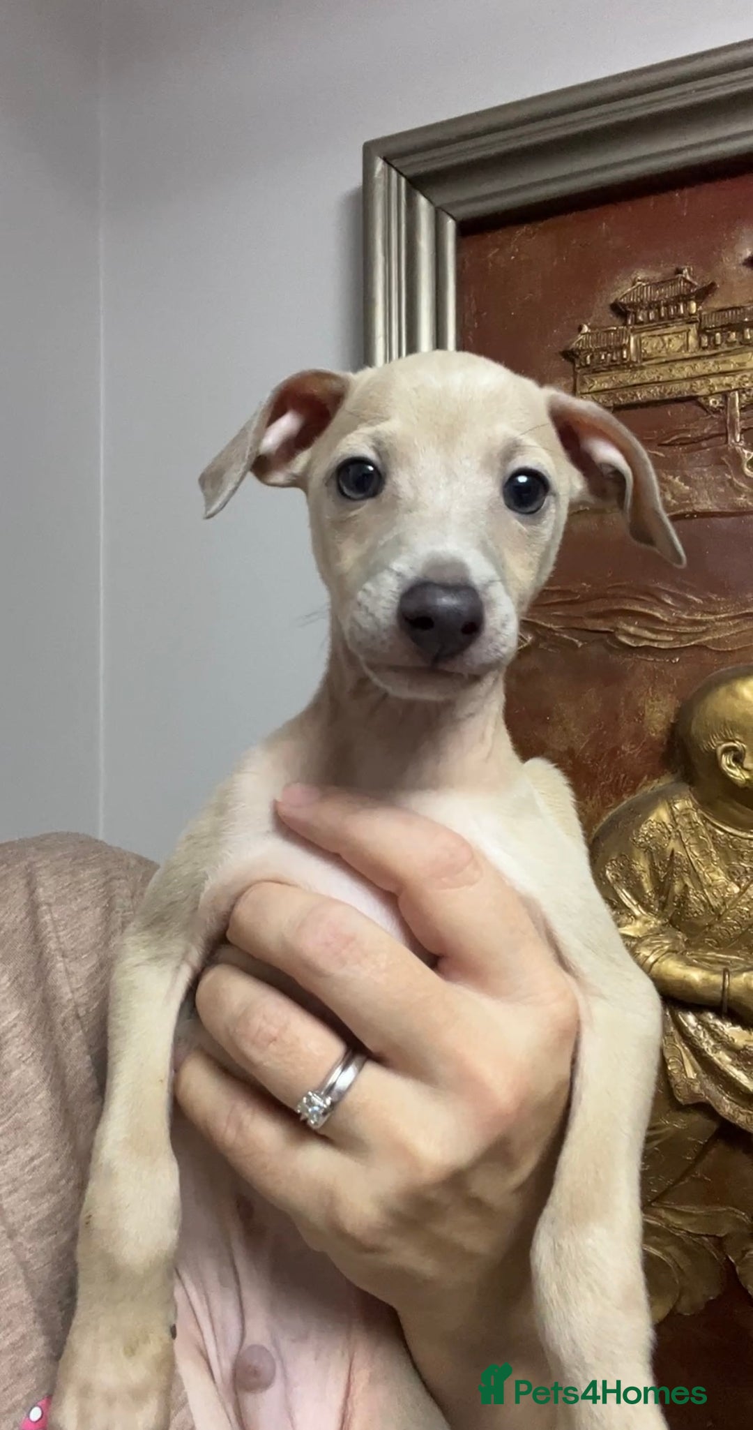 Italian Greyhound dogs for sale: Stunning Pedigree Italian Greyhounds Cream & Fawn  - Image 6