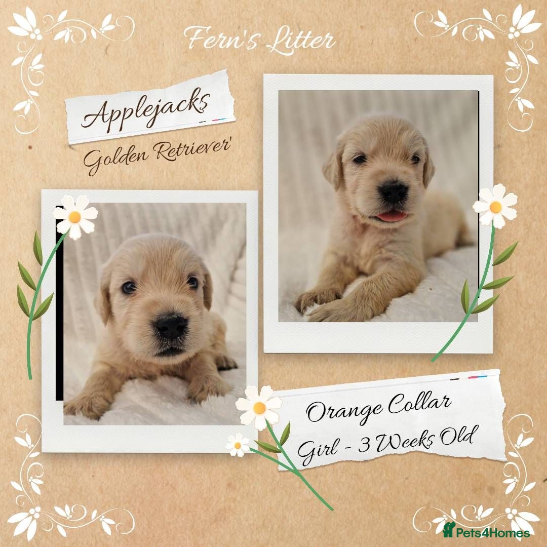 Golden Retriever dogs Quality Golden Retriever Puppies - Advert 2
