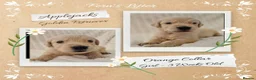 Golden Retriever dogs for sale: Quality Golden Retriever Puppies - Advert 2