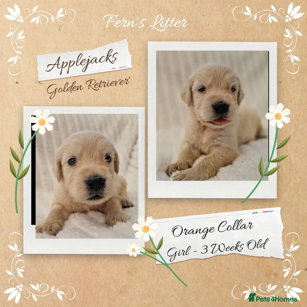 Golden Retriever dogs for sale: Quality Golden Retriever Puppies - Advert 2