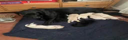 Labrador Retriever dogs for sale: Lovely Labrador puppies - Advert 12