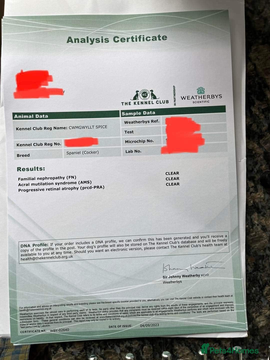 Cocker Spaniel dogs for stud: Shug - Fully Health Tested Gold WCS Stud - Advert 7