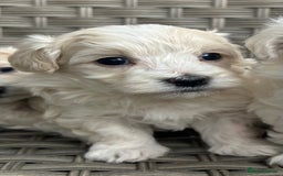 Maltipoo dogs for sale: Champagne and white, extensively health tested - Image 9
