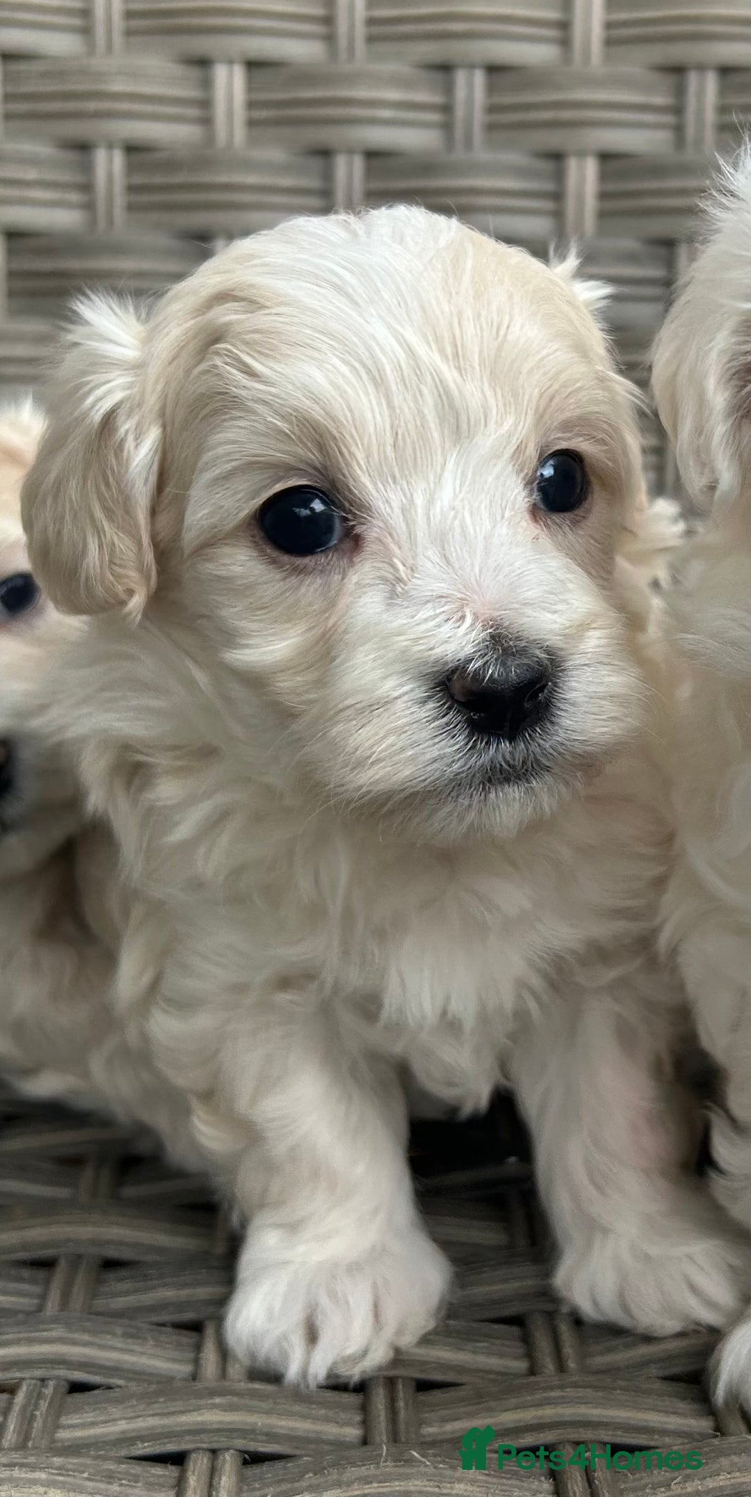 Maltipoo dogs for sale: Champagne and white, extensively health tested - Image 9