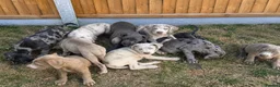 Cane Corso dogs for sale: Cane coral puppy’s ready now  - Advert 4