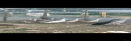 Ducks poultry for sale: Indian runner ducks ducklings females drakes  - Advert 9