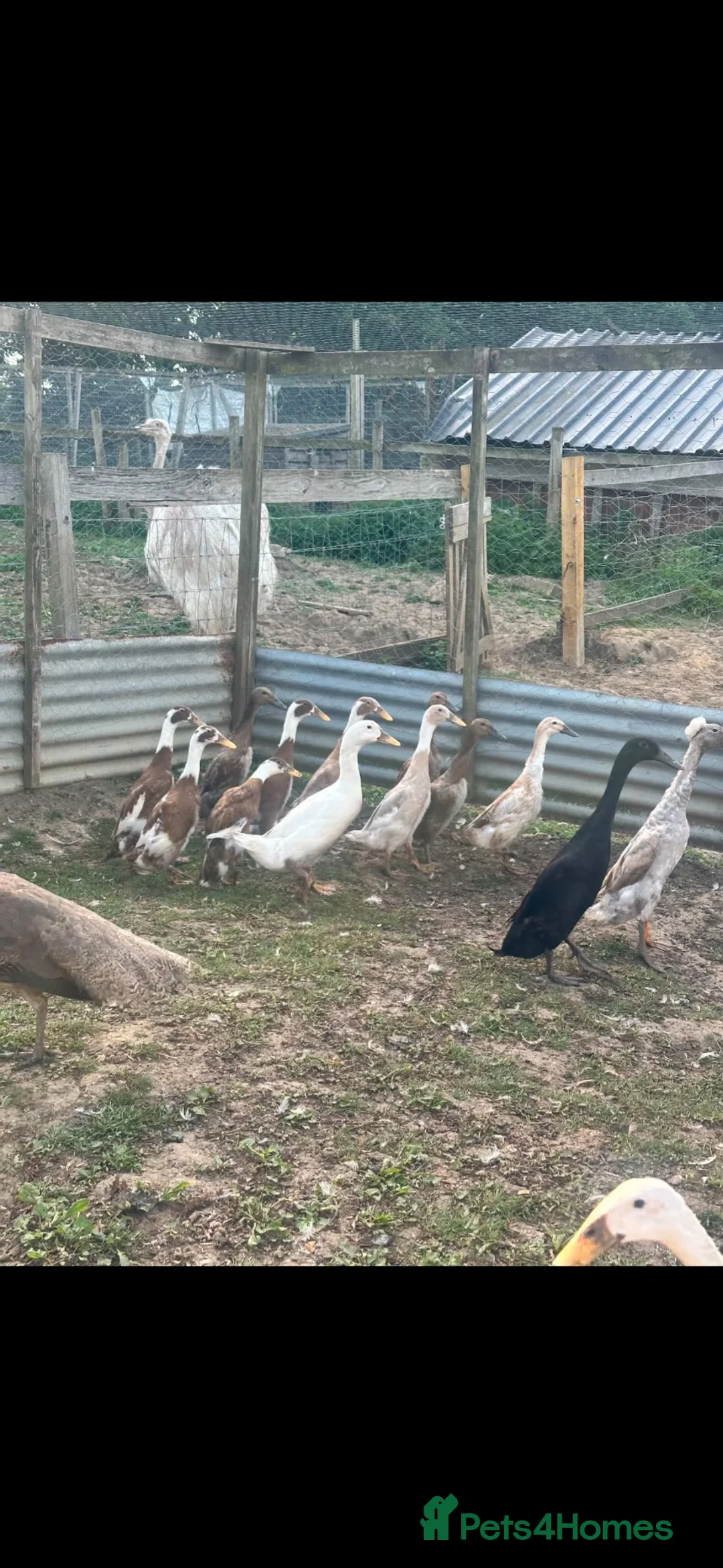 Ducks poultry for sale: Indian runner ducks ducklings females drakes  - Advert 9