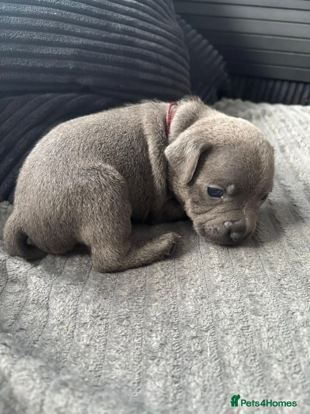 Staffordshire Bull Terrier dogs for sale: Chunky blue staffys  - Advert 2