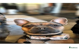 French Bulldog dogs for sale: 3 year old male French bull dog  - Image 3