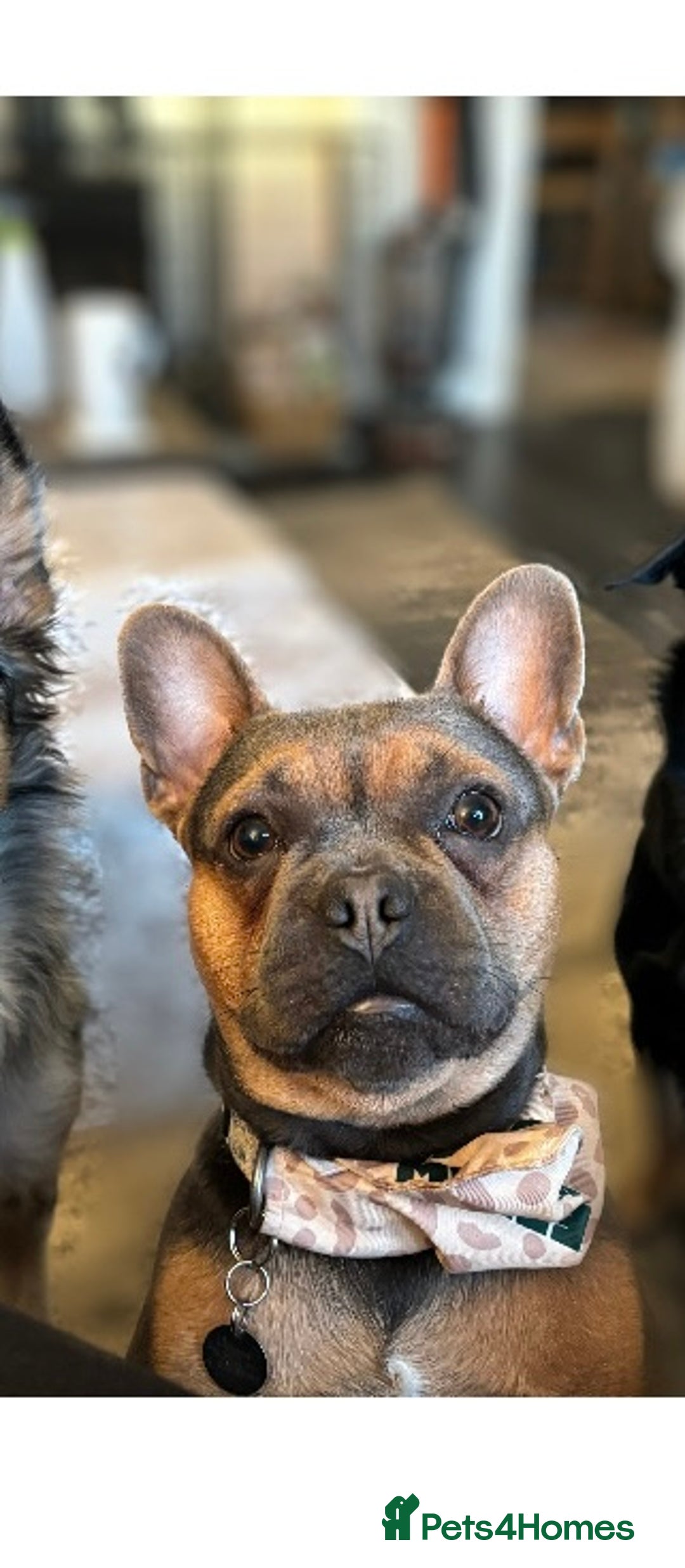 French Bulldog dogs for sale: 3 year old male French bull dog  - Image 3
