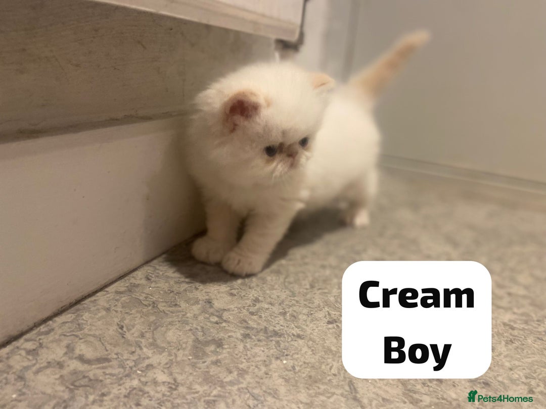 Persian cats for sale: Incredible exotic Persian kittens - Advert 4