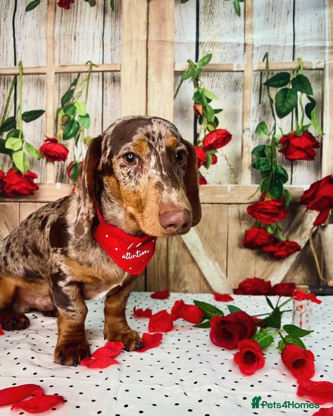 Miniature Dachshund dogs for stud: Chocolate and tan dapple- see DNA in description in Sunderland - Advert 3
