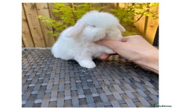 Mini Lop rabbits for sale: Beautiful mini lops for sale  in Nottingham - Image 7