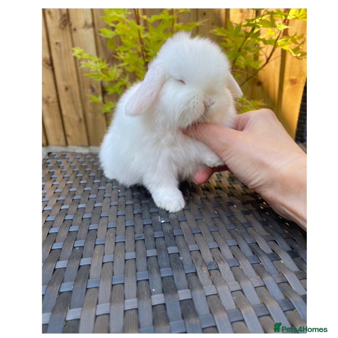 Mini Lop rabbits for sale: Beautiful mini lops for sale  in Nottingham - Image 7