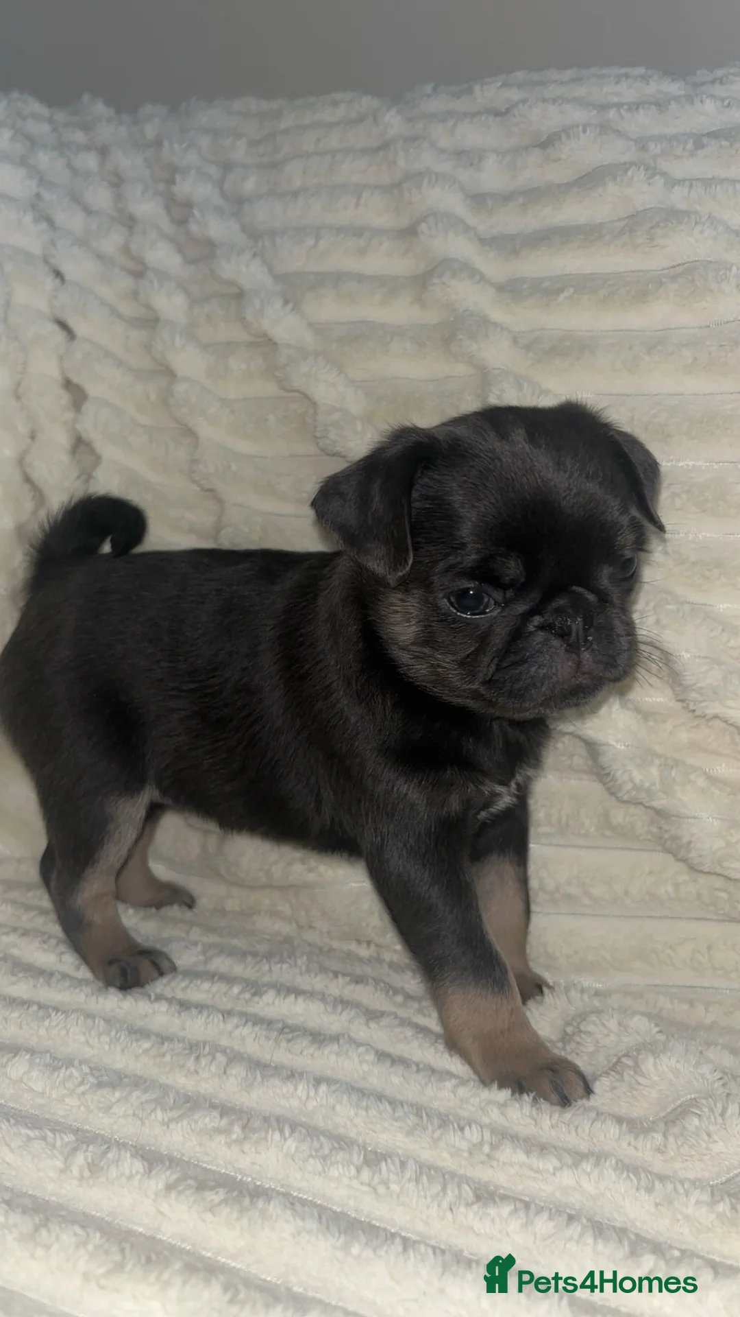 Pug dogs for sale: 1 blue tan girl  - Advert 4