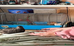 Quail poultry for sale: Coturnix quail for sale - Image 2