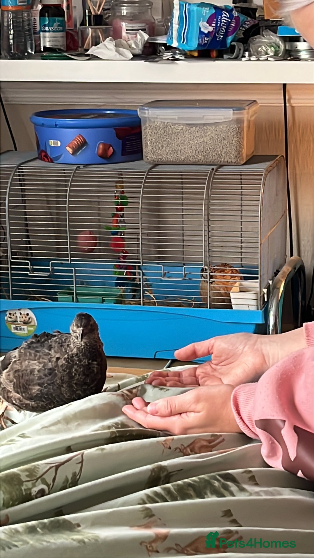 Quail poultry for sale: Coturnix quail for sale - Image 2