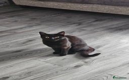 Bombay cats for sale: Rehoming our beloved Nala. 1yr old neutered female - Image 1