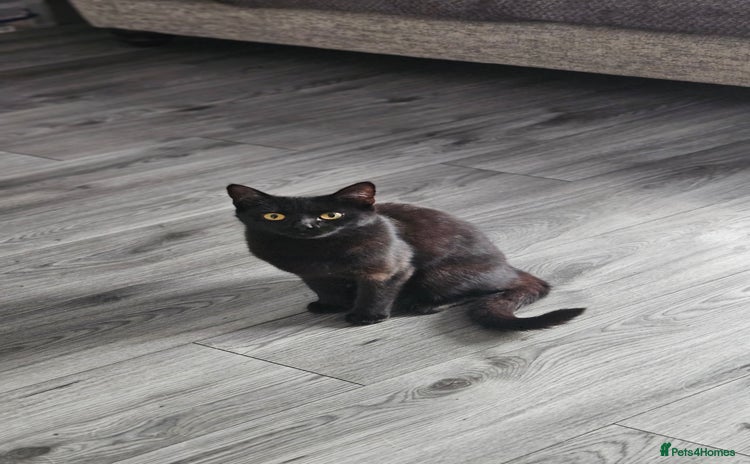 Bombay cats - Advert 1