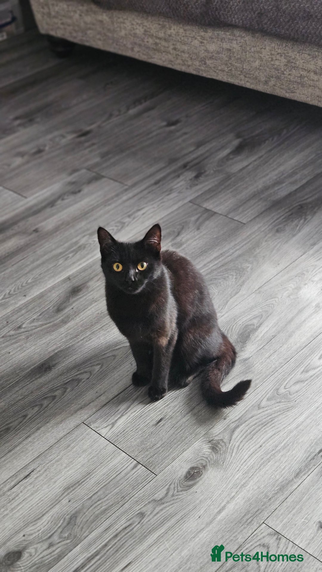 Bombay cats for sale: Rehoming our beloved Nala. 1yr old neutered female - Image 1